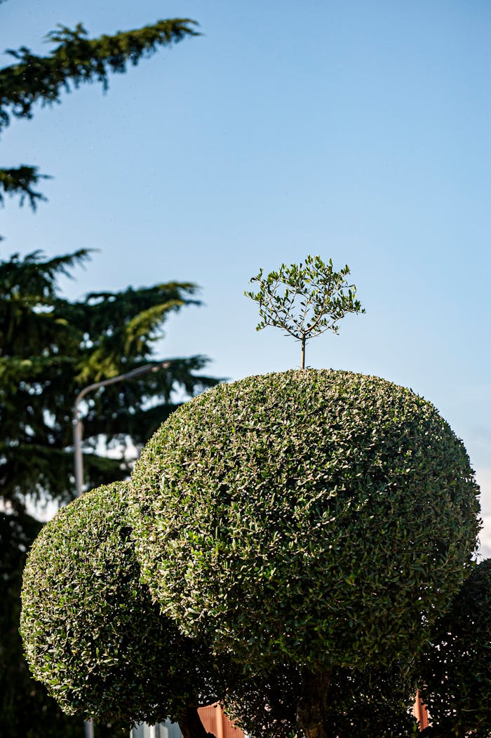 Captivating topiary tree with a small branch on top set against a clear blue sky.