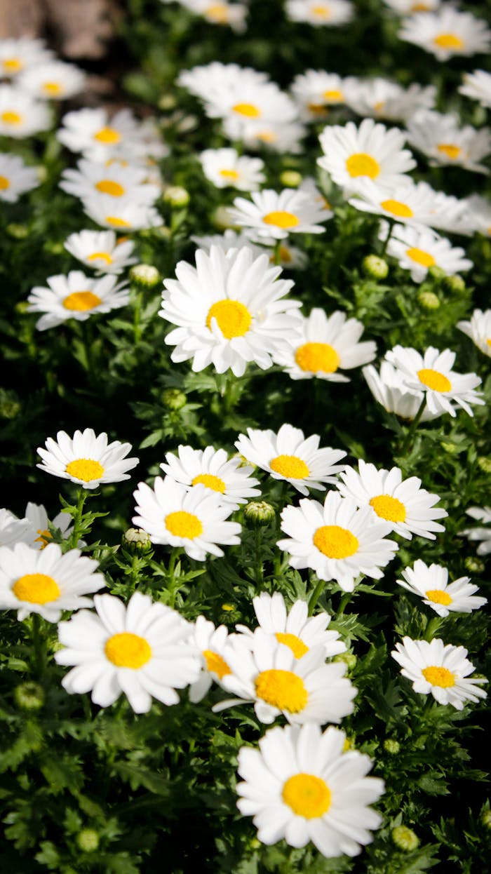 A stunning close-up of white daisies with yellow centers blooming in a lush İstanbul park.